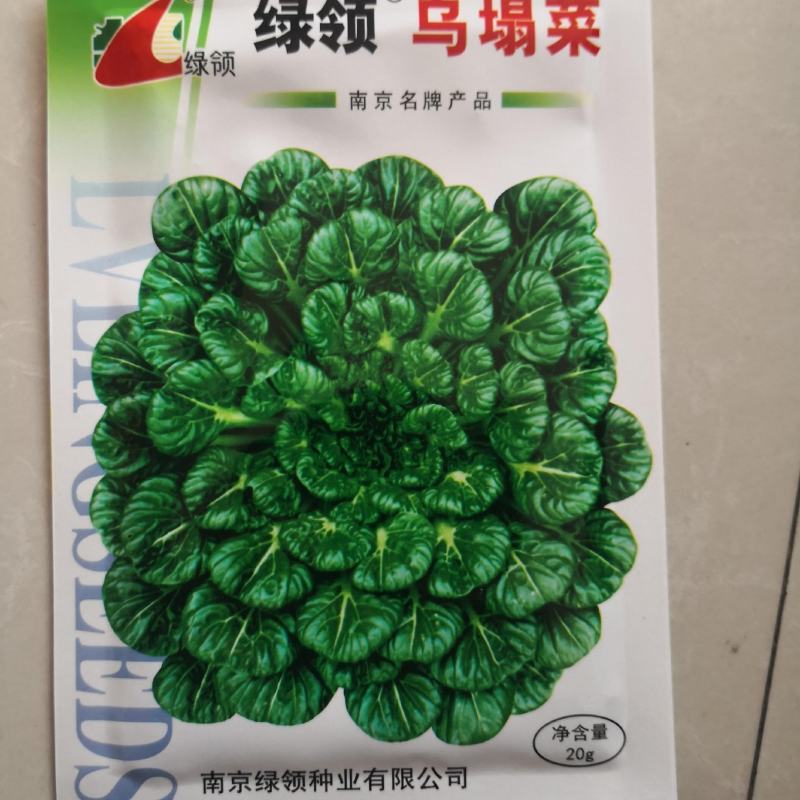绿领黄心乌菜种子金黄心种籽乌塌菜四季白菜阳台蔬菜孑黑菜秋