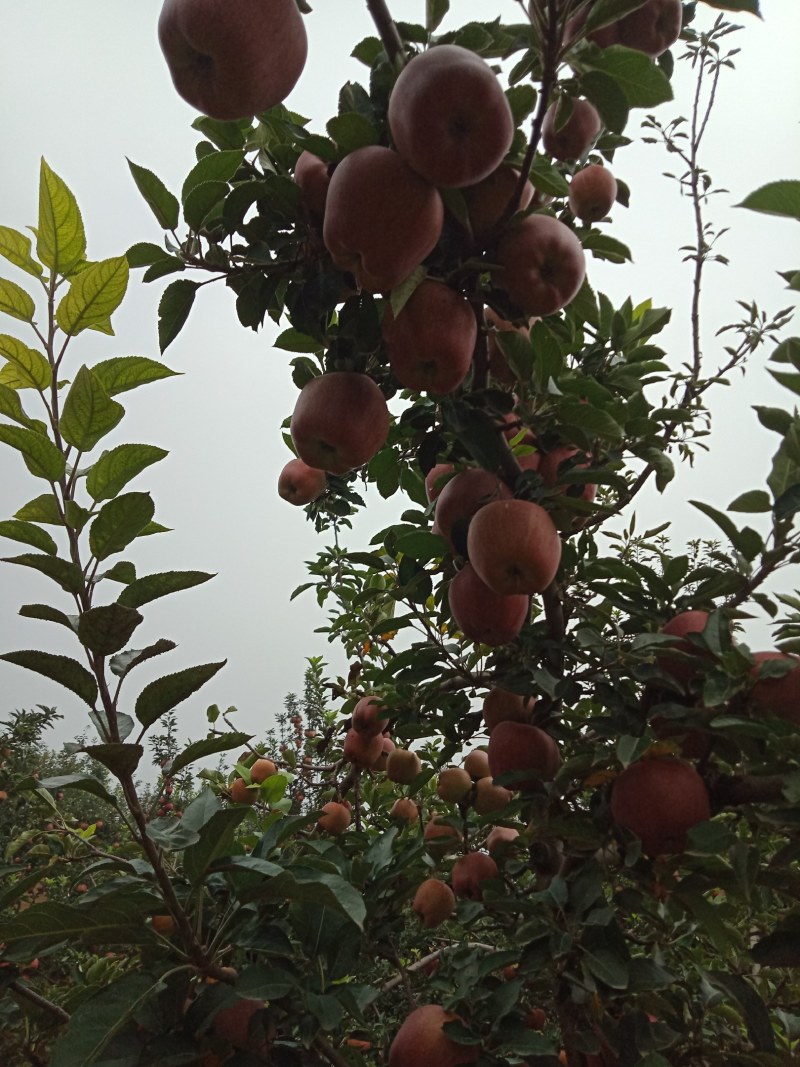 红星苹果纸袋，光果