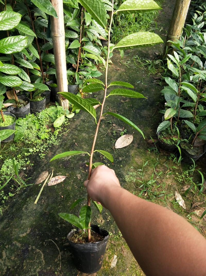 金花茶树苗，金花茶苗，防城金花茶，福建龙岩永福基地直销