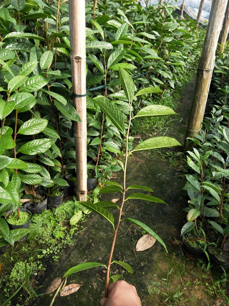 金花茶树苗，金花茶苗，防城金花茶，福建龙岩永福基地直销