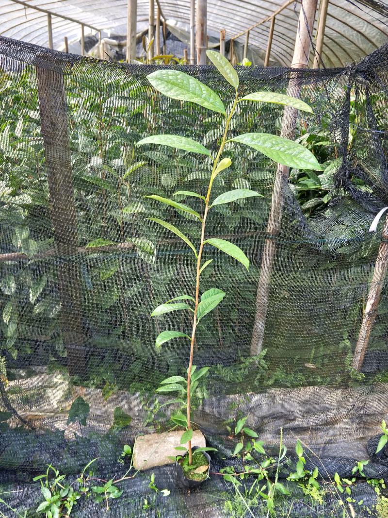 金花茶树苗，金花茶苗，防城金花茶，福建龙岩永福基地直销