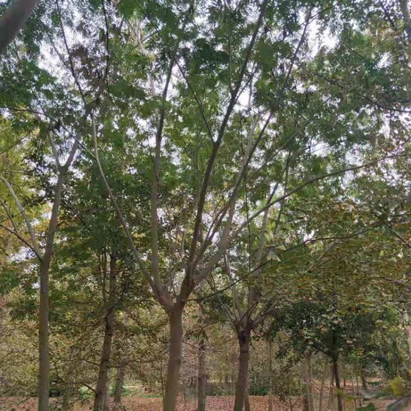 合欢，合欢树，绒花树，金合欢产地，8-20公分合欢树