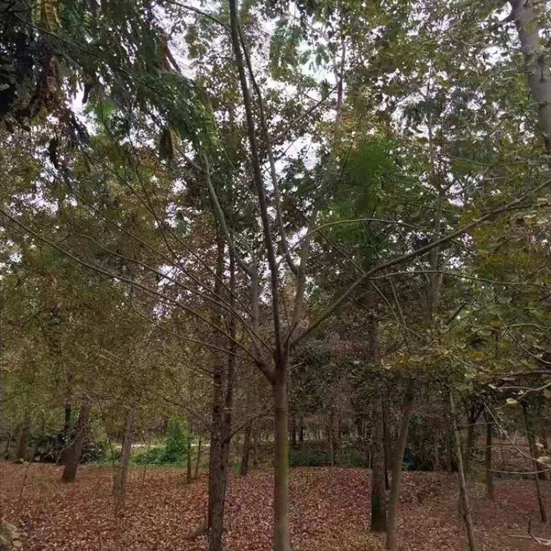 合欢，合欢树，绒花树，金合欢产地，8-20公分合欢树