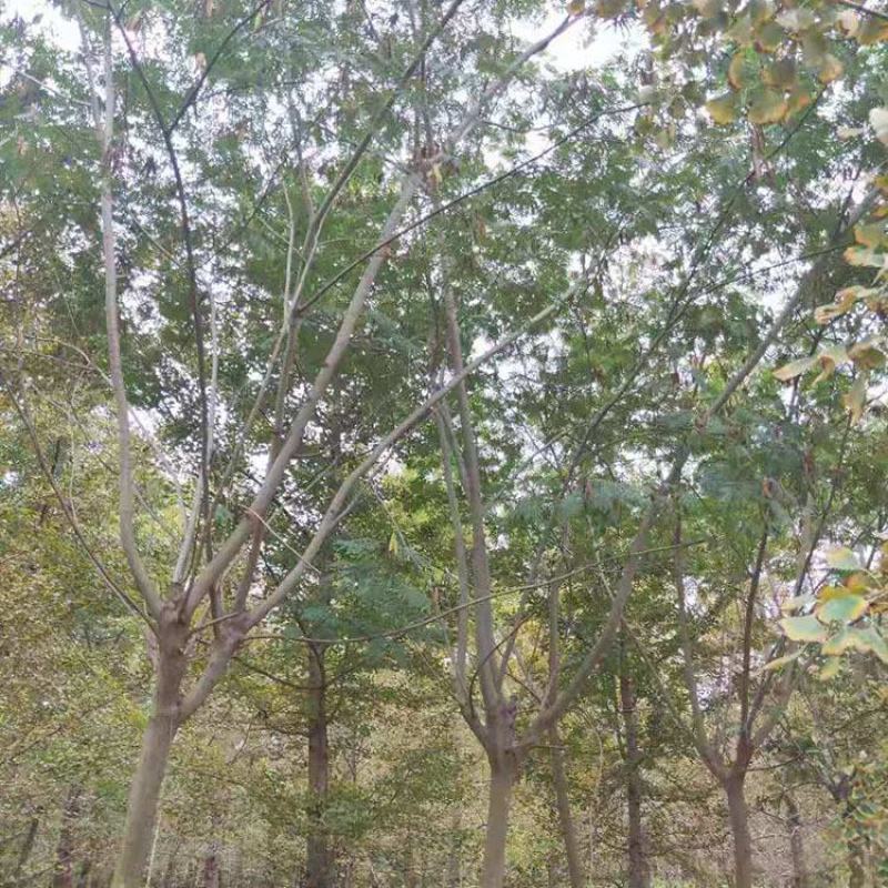 合欢，合欢树，绒花树，金合欢产地，8-20公分合欢树