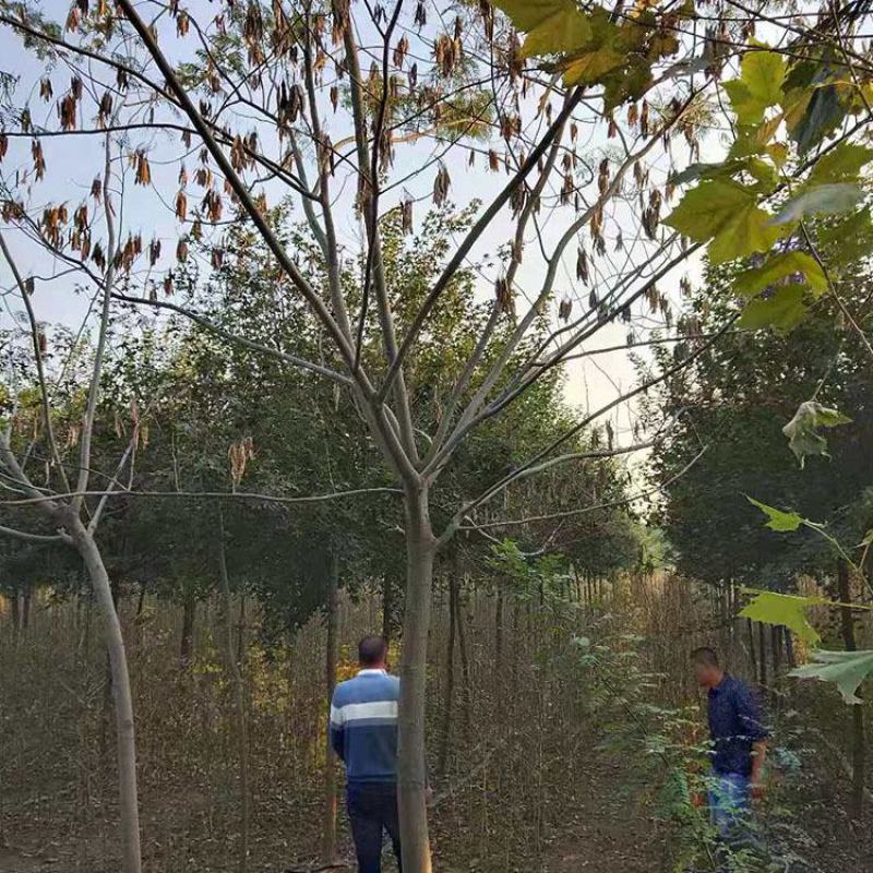 合欢，合欢树，绒花树，金合欢产地，8-20公分合欢树
