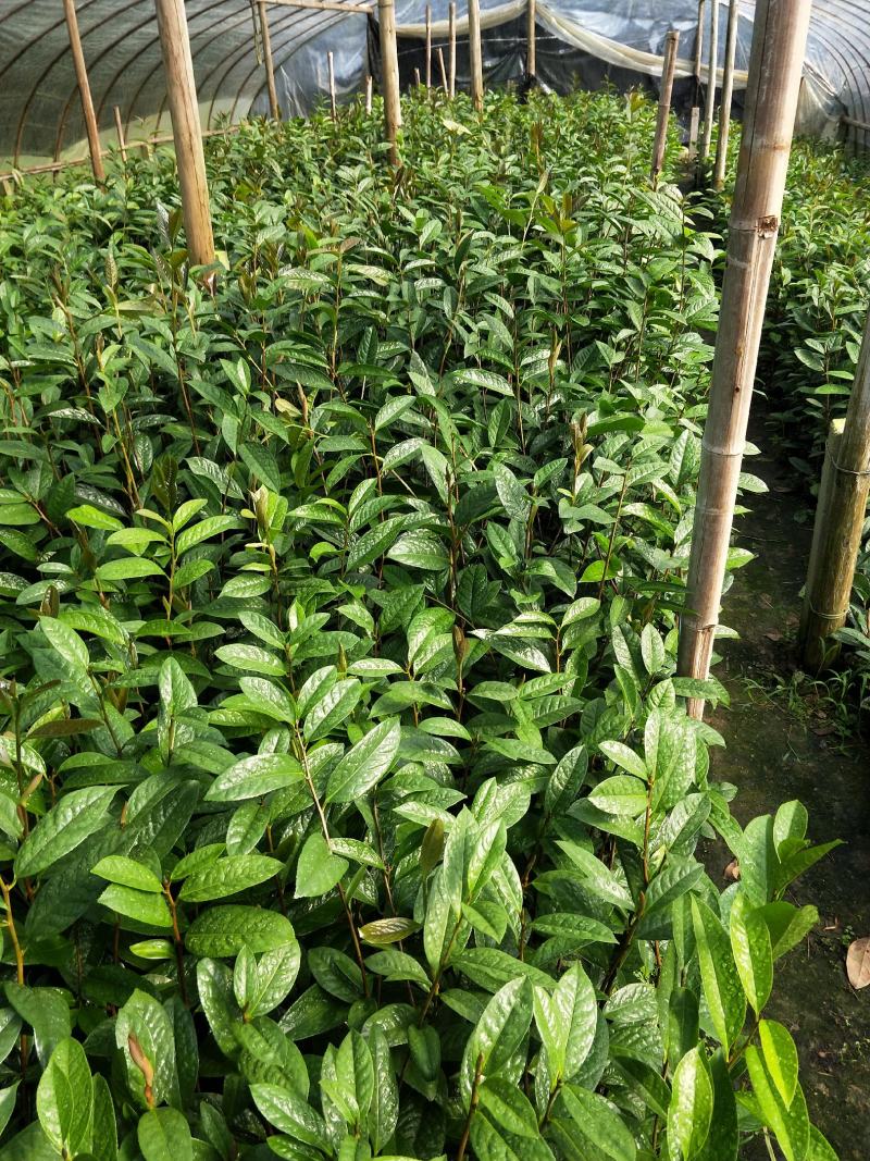 金花茶树苗，金花茶苗，防城金花茶，福建龙岩永福基地直销