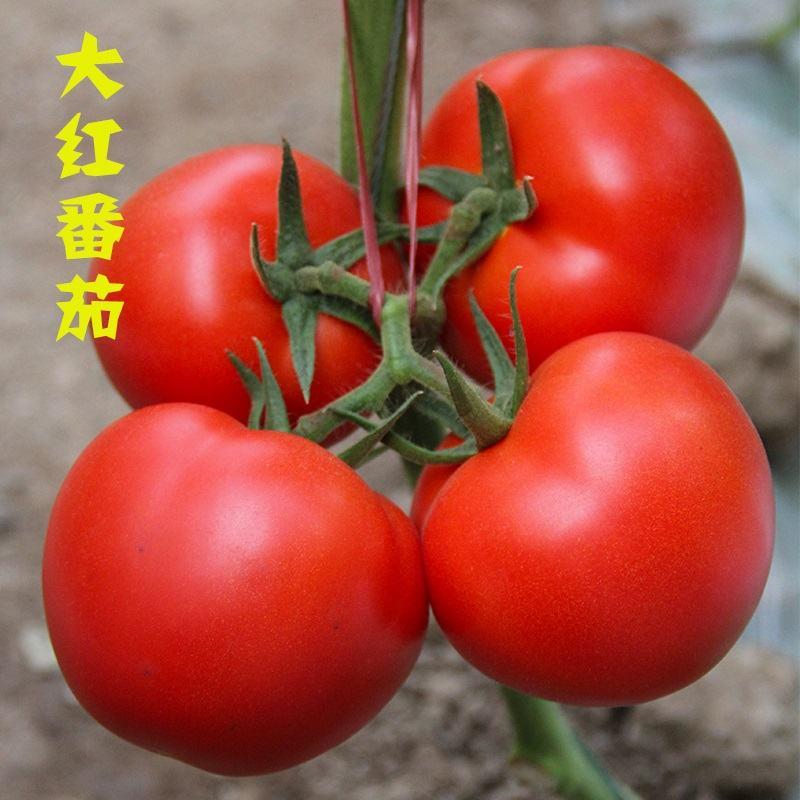 【牛商优选】西红柿苗子大红番茄大粉番茄抗TY抗叶斑高产