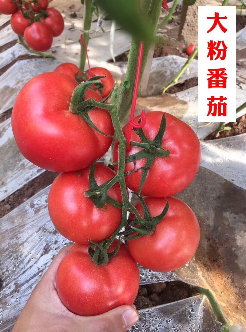 【牛商优选】西红柿苗子大红番茄大粉番茄抗TY抗叶斑高产