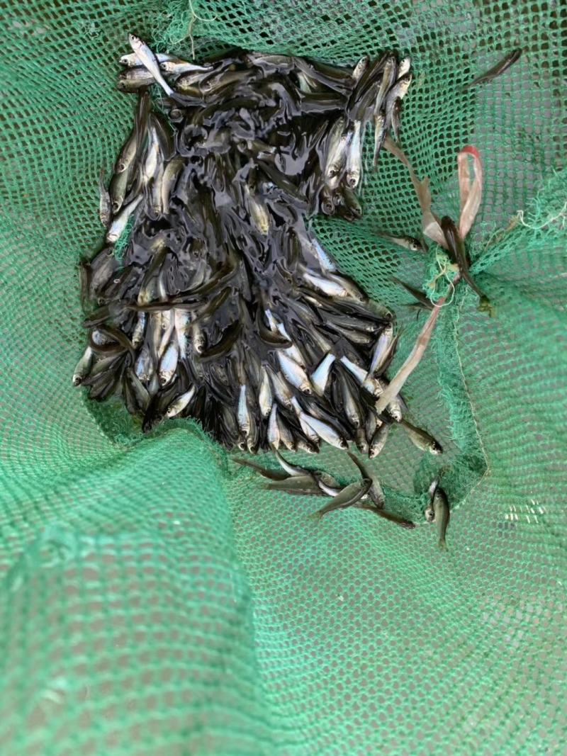 大量出售鲮鱼鱼苗！！！