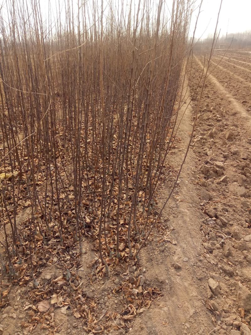 【推荐】鲁霞苹果树苗出售基地供应鲁霞苹果苗价格欢迎订
