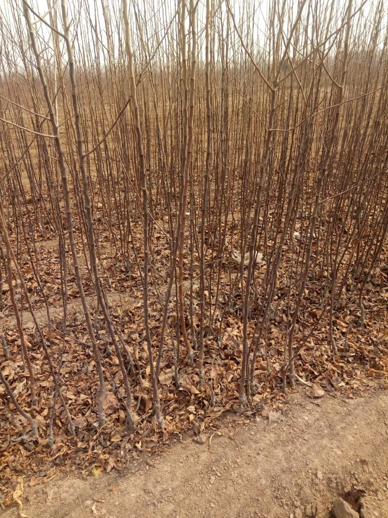 【推荐】鲁霞苹果树苗出售基地供应鲁霞苹果苗价格欢迎订