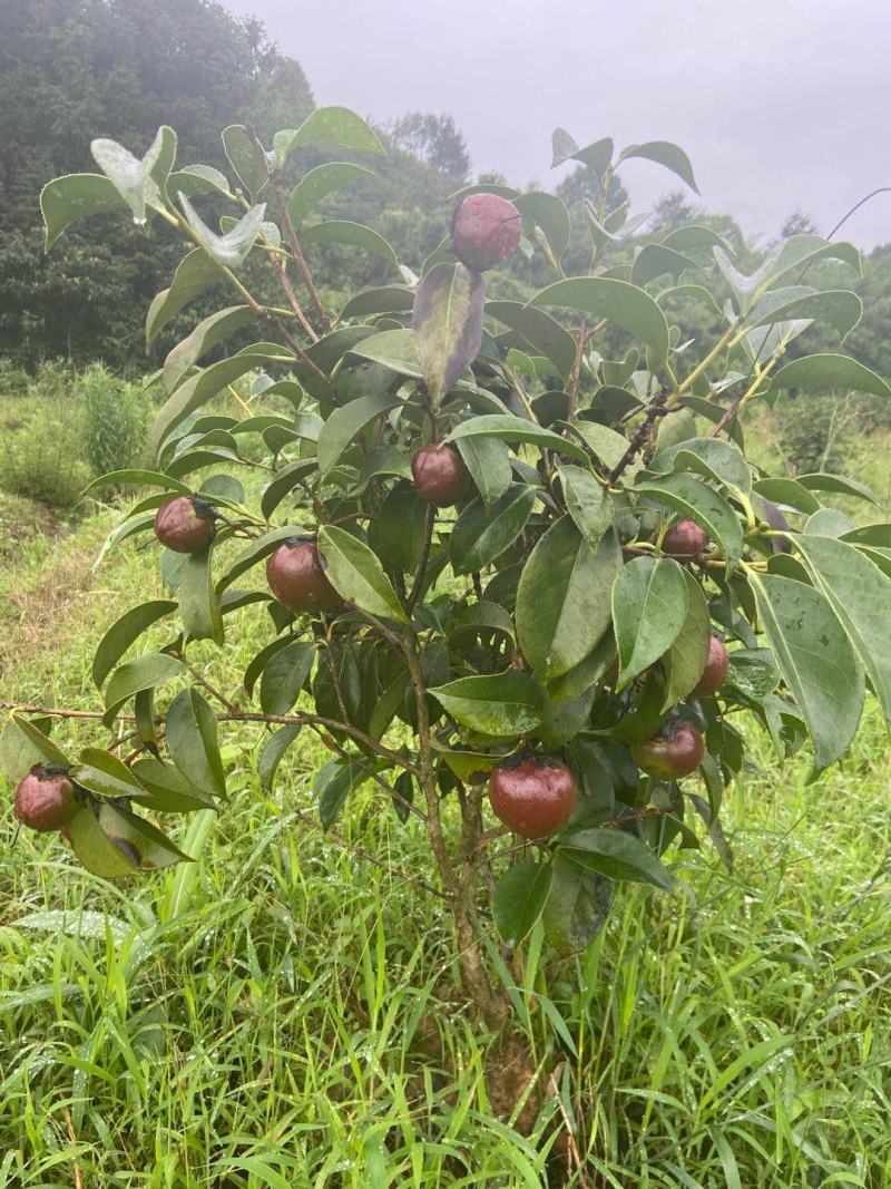 中科大果红花油茶苗25公分到七十公分各种规格裸根苗杯苗