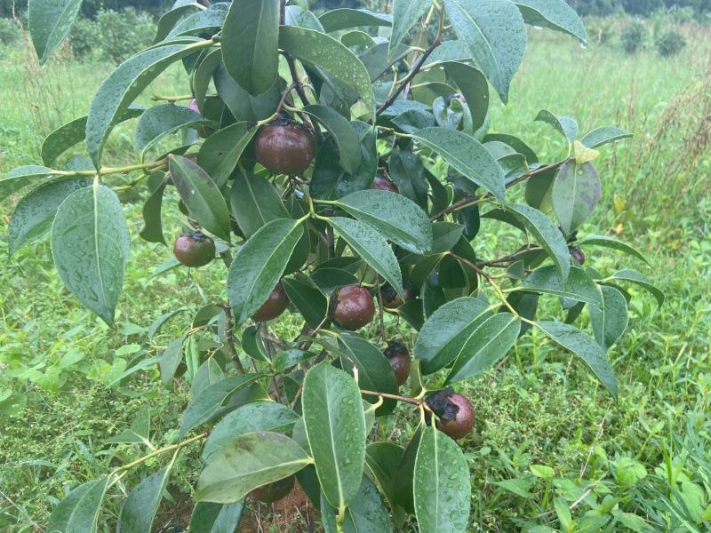 中科大果红花油茶苗25公分到七十公分各种规格裸根苗杯苗
