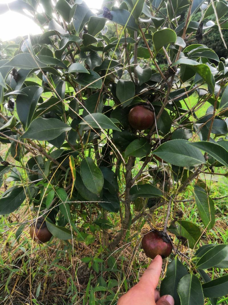 中科大果红花油茶苗25公分到七十公分各种规格裸根苗杯苗