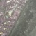 大量出售沉香牙苗有看上的找我