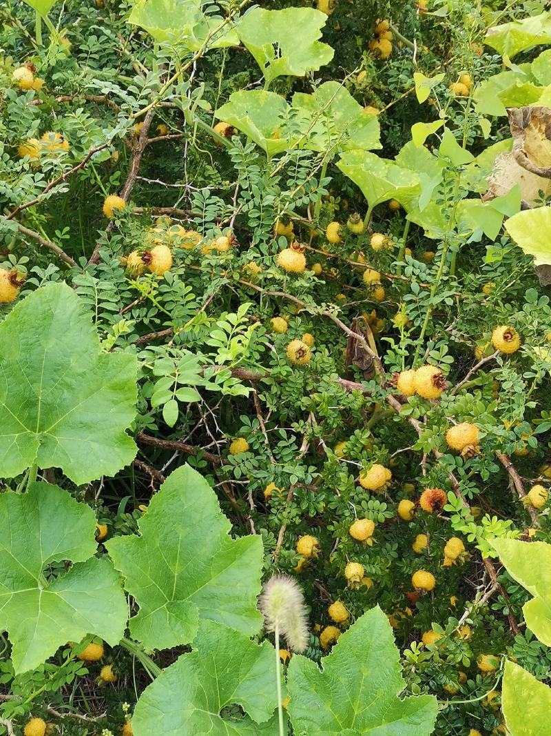 新鲜野生刺梨大量出售