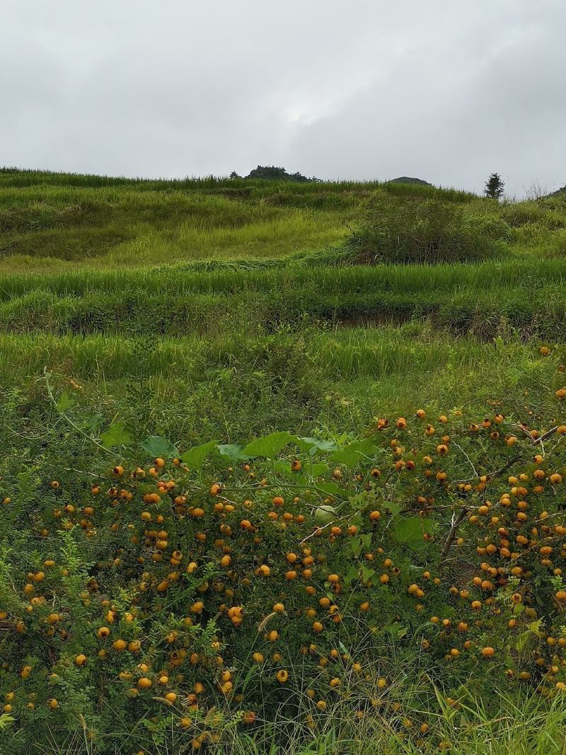 新鲜野生刺梨大量出售