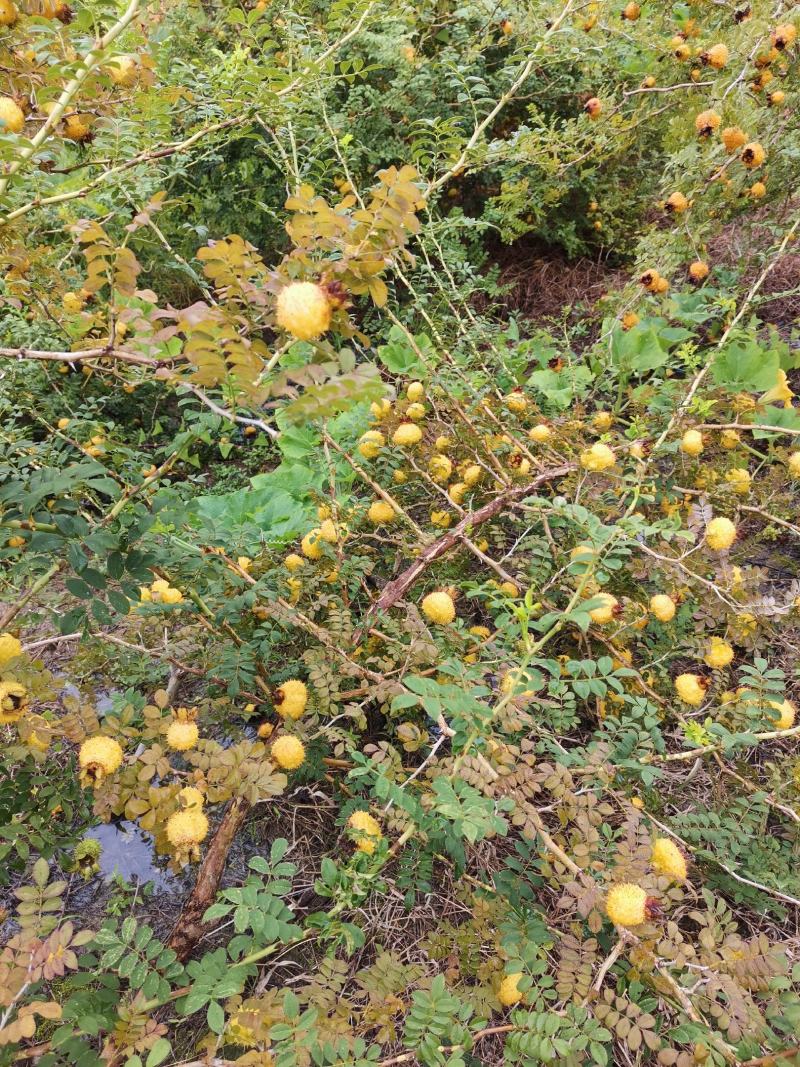 新鲜野生刺梨大量出售