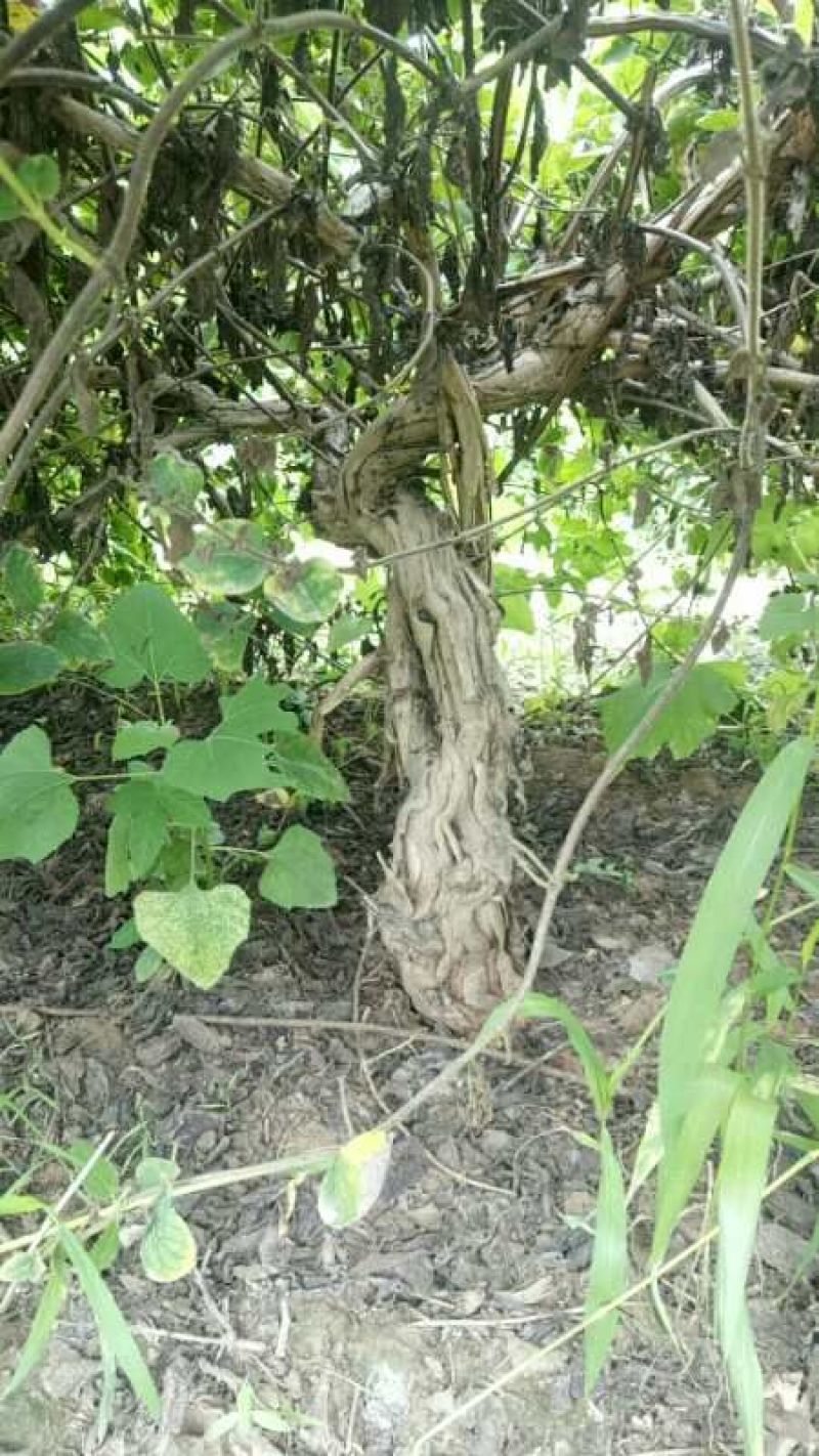 金银花树清地处理。8公分以上