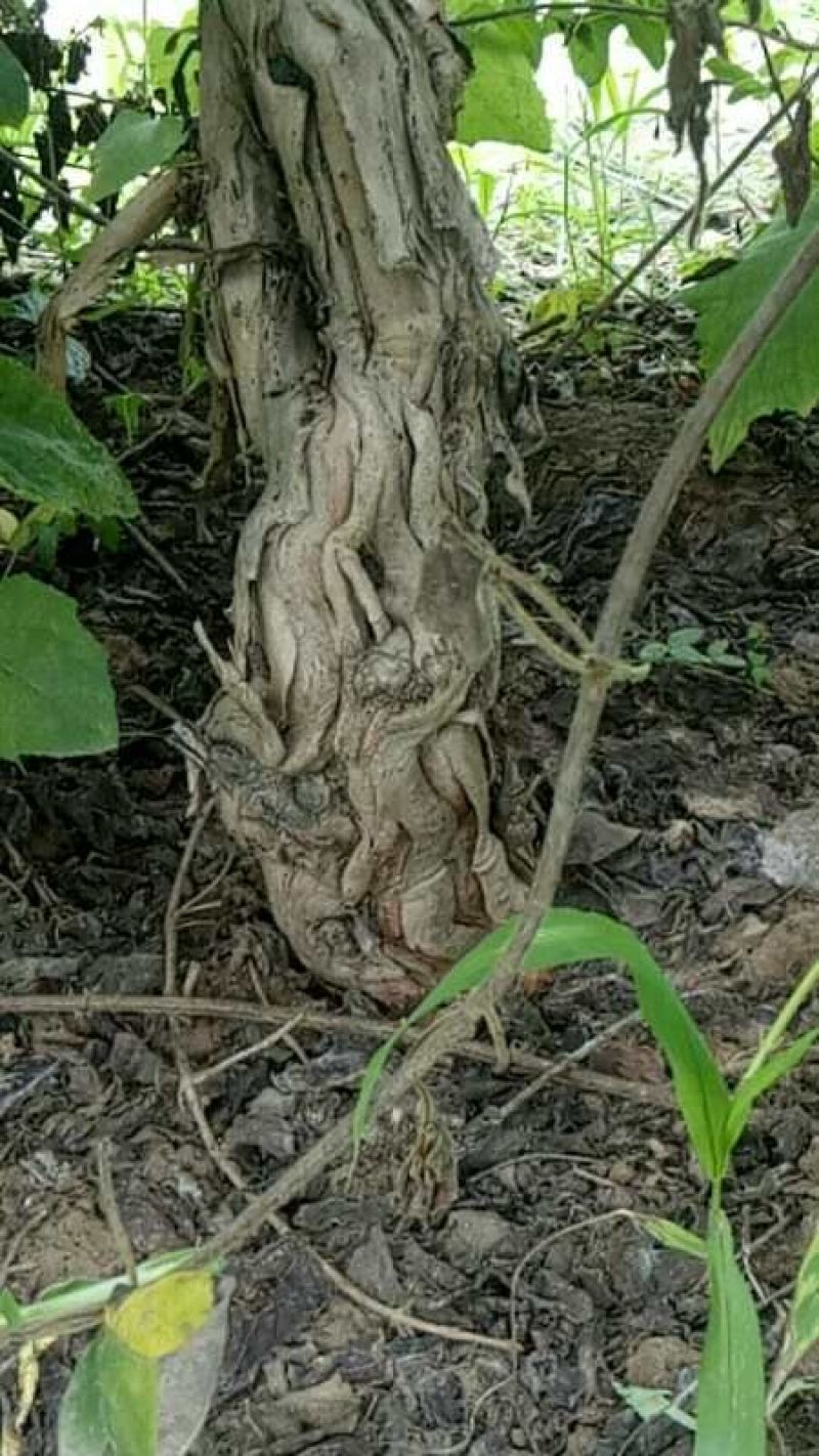 金银花树清地处理。8公分以上