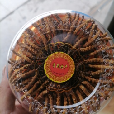 精品冬虫夏草带礼盒发往全国包邮到家
