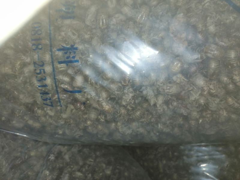 蝉蜕虫褪蝉壳沙地货下地货1吨现货下地货长期有货