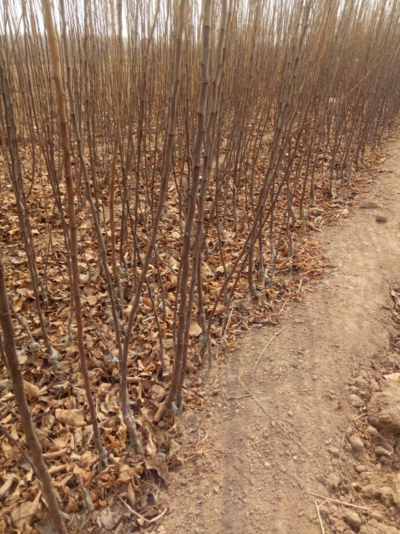 【精选】维纳斯黄金苹果苗品种保障价格合理苹果苗销售