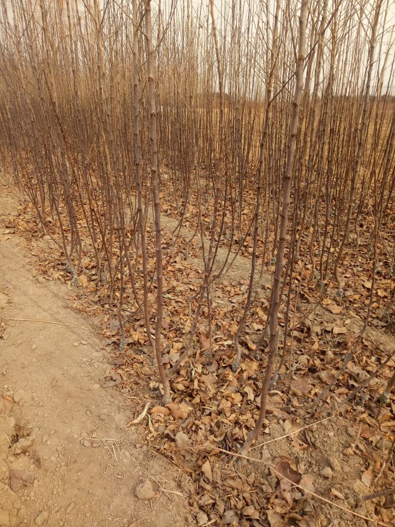 【精选】维纳斯黄金苹果苗品种保障价格合理苹果苗销售