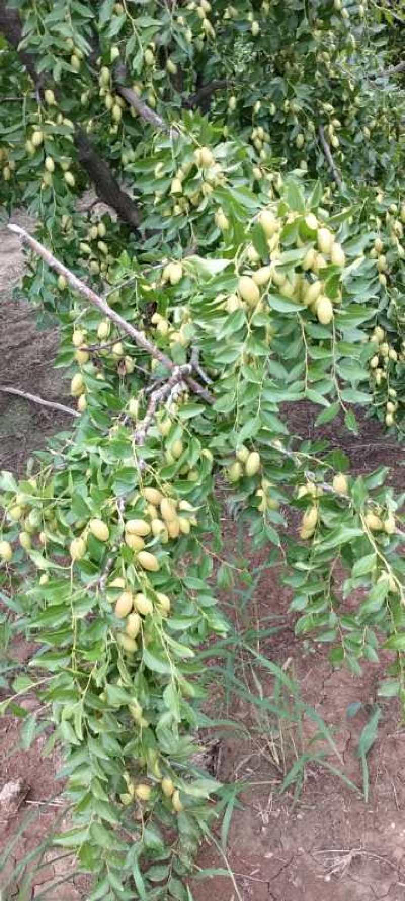 天津陆地马牙枣大量现货