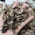 北升麻升麻片无硫熏规格齐全量大从优