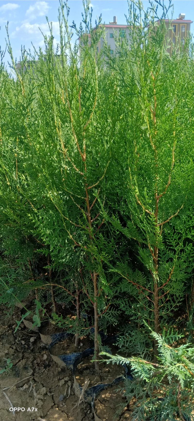 扁柏苗，柏树苗，侧柏，苗圃直销，证件齐全