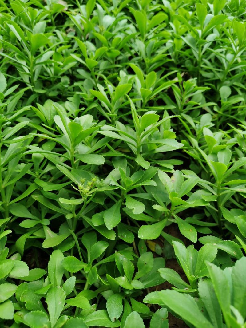 救心菜苗养心菜种苗高钙菜苗多年生绿植盆栽保健蔬菜