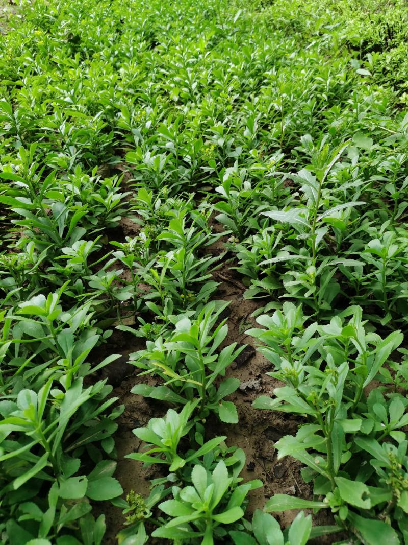 救心菜苗养心菜种苗高钙菜苗多年生绿植盆栽保健蔬菜
