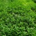 救心菜苗养心菜种苗高钙菜苗多年生绿植盆栽保健蔬菜