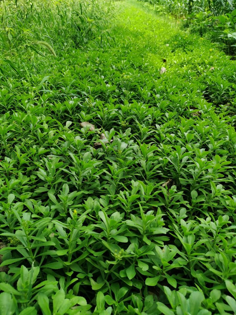 救心菜苗养心菜种苗高钙菜苗多年生绿植盆栽保健蔬菜