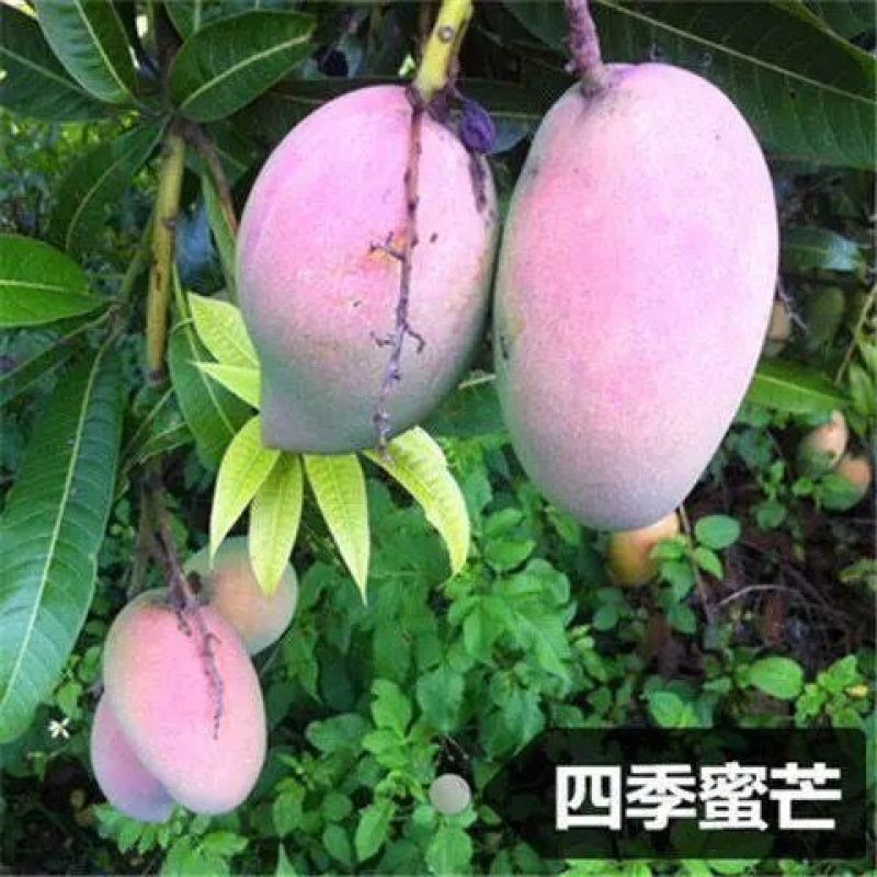（热销）芒果果树苗正宗嫁接苗南方种植四季芒金煌芒当年结果