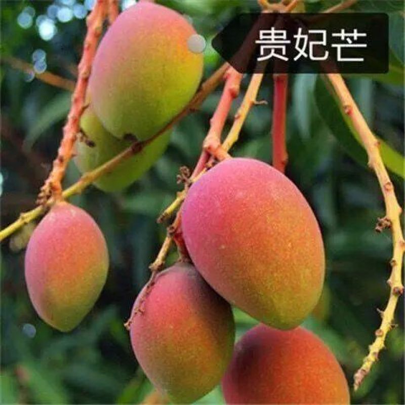 （热销）芒果果树苗正宗嫁接苗南方种植四季芒金煌芒当年结果