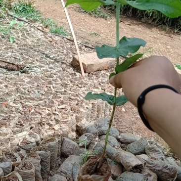 桉树苗，植胺苗，苗木种苗，基地直销，证件齐全