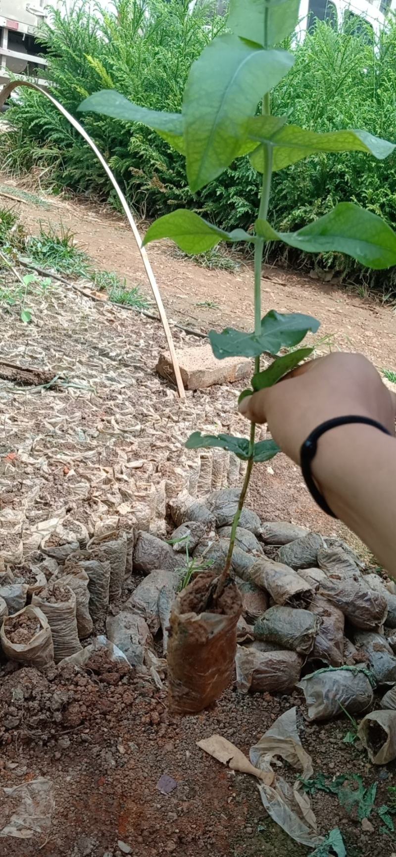 桉树苗，植胺苗，苗木种苗，基地直销，证件齐全