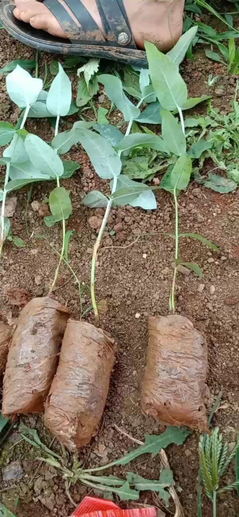 桉树苗，植胺苗，苗木种苗，基地直销，证件齐全
