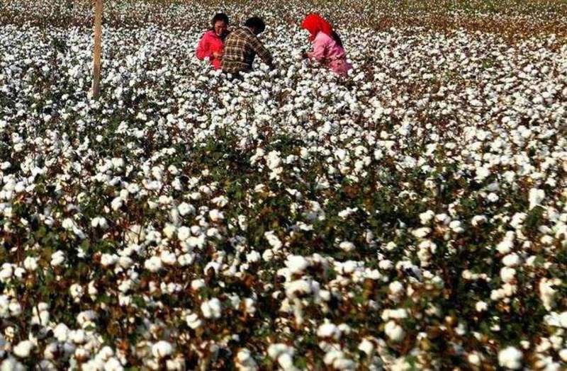 【棉花】湖北籽棉大量供应手工采摘衣分高供应全国