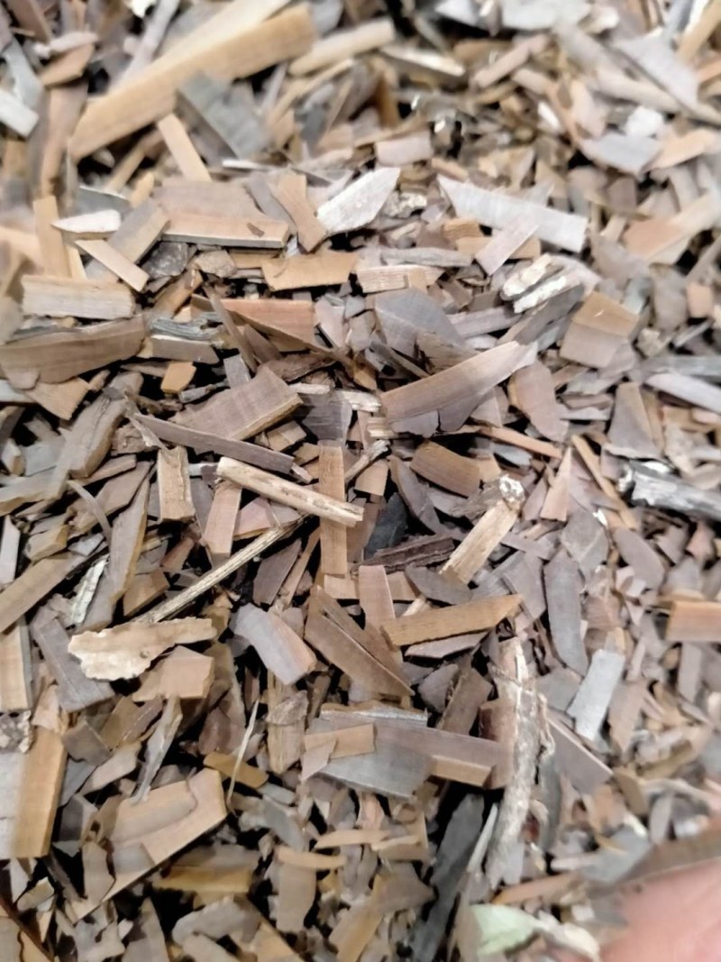 鬼箭羽！大货批发规格齐全！产地直销价格优！