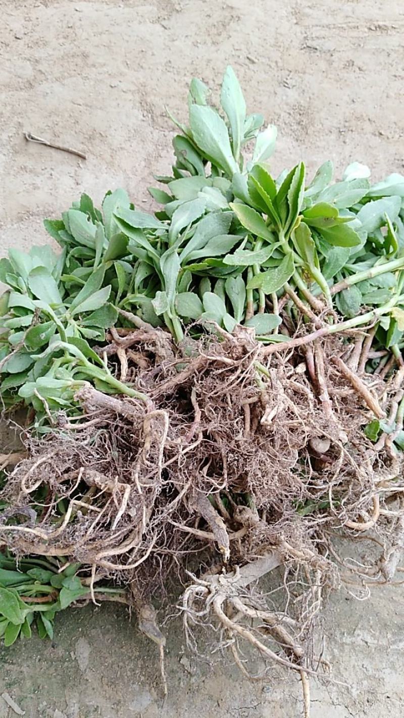 救心菜苗养心菜种苗高钙菜苗多年生绿植盆栽保健蔬菜