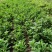 救心菜苗养心菜种苗高钙菜苗多年生绿植盆栽保健蔬菜