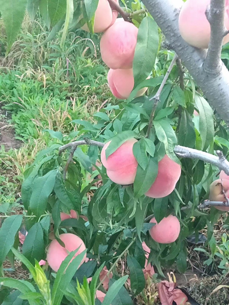 金秋红蜜桃树苗，中秋国庆双节成熟，含糖量高，口感好