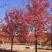 美国红枫，15公分美国红枫，红枫秋火焰，红冠红枫，基地