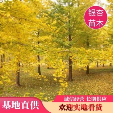 银杏树，金叶银杏，25公分银杏树35公分银杏树，产地直销