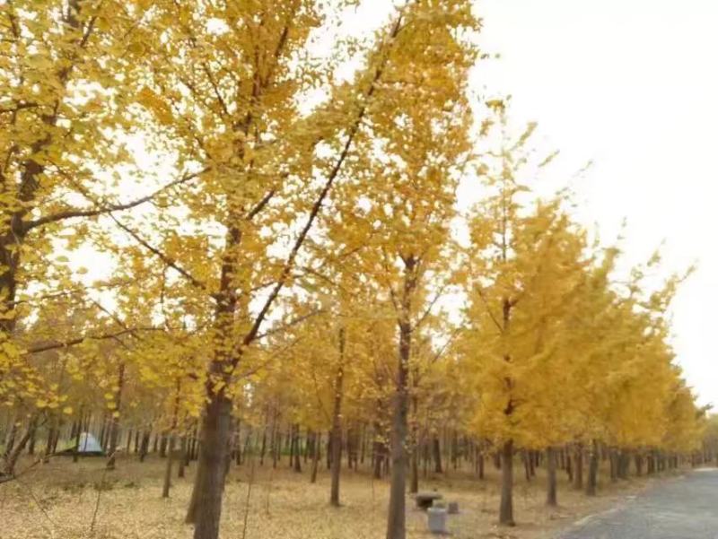 银杏树，金叶银杏，25公分银杏树35公分银杏树，产地直销