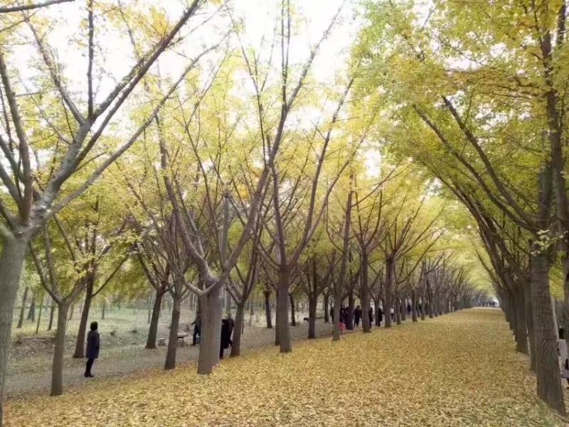 银杏树，金叶银杏，25公分银杏树35公分银杏树，产地直销