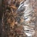 黄牛肝边角料（可做汤料）